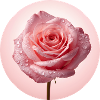 Delicate Pink Roses with Dew