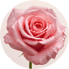 Zarte Rosenblüte mit Wasserdrops