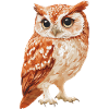 Eule