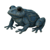 Frog Denim