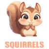 Eichhörnchen