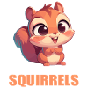 Squirrel