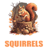 Squirrel