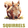 Eichhörnchen