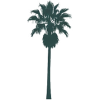 Tropical palm tree design