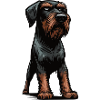 German Wirehaired German Wirehaired Owner