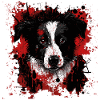 Border Collie Puppy