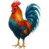 Rooster