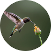 Hummingbird and Blossom Nature Illustration