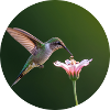 Hummingbird with flower in close-up