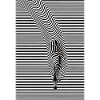 Zebra Optical Illusion