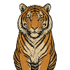 Wild Tiger Gaze