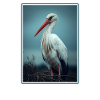 Storks Stork
