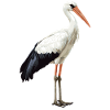Störche Storch