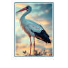 Storks Stork