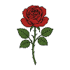 Erchian Rose with Green Leaves
