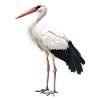 Störche Storch