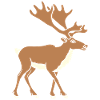 caribou