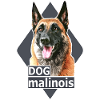 Malinois Dog Illustration