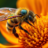 abeille