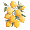 Lemons Illustration Lifelike