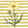 The Bloom - Blüte 