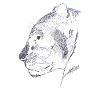 Panther