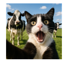 Funny Cat Cow Selfie Gift Idea
