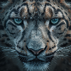 Frosty Leopard Portrait
