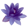 Blumen-Illustration