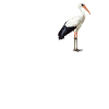 Storks Stork