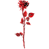 Crimson Rose Anemone Illustration