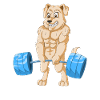 Muscular Dog golden retriever Lifting Weights 