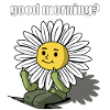 good morning? sunflower