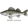 Zander Angeln Fischen Raubfisch