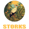 Störche Storch