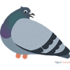 Pigeon pigeons
