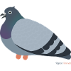 Pigeon Bird