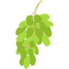 Traube