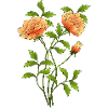 Fleur