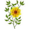 Fleur