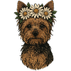 Yorkshire Terrier mit Gänseblümchenkrone