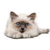 Blue-eyed cat resting