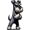 Schnauzer Giant Schnauzer Schnauzer Owner