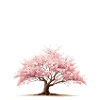 Cherry Tree
