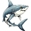 Shark