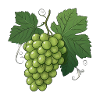green grapes