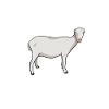 Papa d’une chèvre LaMancha