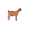 Dad of an Anglo-Nubian goat