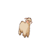 Papa d’une chèvre angora